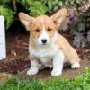 Puppies for sale Canada, New Brunswick , welsh corgi, pembroke