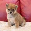 Puppies for sale USA, Georgia , Shiba inu