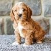 Puppies for sale Canada, Alberta, Calgary , COCKAPOO