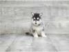 Puppies for sale Cyprus, Larnaca Other breed, Pomsky