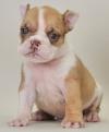 Puppies for sale Canada, Alberta English Bulldog