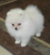 Puppies for sale United Kingdom, Blackpool Pomeranian Spitz