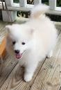 Puppies for sale Italy, Leche , Pomsky