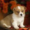 Puppies for sale Canada, Quebec, Montreal , welsh corgi, pembroke