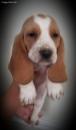 Puppies for sale United Kingdom, Glasgow Basset Hound