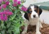 Puppies for sale United Kingdom, Belfast Beagle