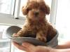 Puppies for sale Lithuania, Kupiskis Poodle