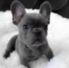 Puppies for sale Ukraine, Dnipropetrovsk French Bulldog