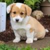 Puppies for sale Canada, Nova Scotia, Halifax , welsh corgi, pembroke