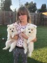 Puppies for sale Cyprus, Paphos Japanese spitz