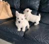 Puppies for sale Tajikistan, Dushanbe West Highland White Terrier