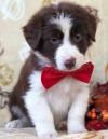 Puppies for sale Estonia, Sillamyae Australian Shepherd