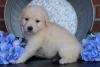 Puppies for sale United Kingdom, Plymouth Golden Retriever