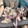 Puppies for sale Ireland, Dublin Dachshund
