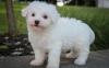 Puppies for sale United Kingdom, Cardiff Bichon