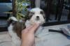 Puppies for sale Hungary, Budapest Shih Tzu