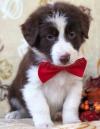 Puppies for sale Finland, Helsinki Australian Shepherd