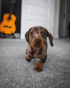 Puppies for sale Ireland, Dublin Dachshund