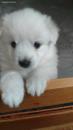 Puppies for sale United Kingdom, Aberdeen Eskimo dog