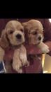 Puppies for sale Latvia, Riga Cocker Spaniel