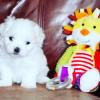 Puppies for sale Ireland, Dublin Maltese