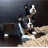 Puppies for sale Finland, Kotka Boston Terrier