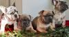 Puppies for sale Armenia, Gyumri French Bulldog