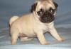 Puppies for sale United Kingdom, Leeds Pug