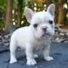 Puppies for sale Ireland, Dublin French Bulldog