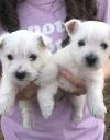 Puppies for sale United Kingdom, Stonehaven West Highland White Terrier