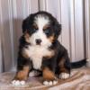 Puppies for sale Canada, British Columbia, Victoria Bernese Mountain Dog