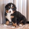 Puppies for sale Canada, Alberta Bernese Mountain Dog