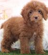 Puppies for sale Moldova, Cahul Toy-poodle