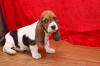 Puppies for sale Cyprus, Nicosia Basset Hound