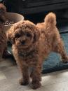 Puppies for sale Armenia, Gyumri Poodle