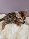 Kittens for sale Canada, Alberta Bengal cat