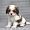 Puppies for sale United Kingdom, Cambridge , POODLE MIX