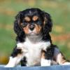 Puppies for sale Ireland, 	Limerick  King Charles Spaniel