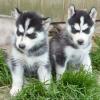 Puppies for sale United Kingdom, Plymouth , husky siberian