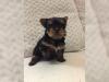 Puppies for sale Germany, Dortmund Yorkshire Terrier