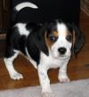 Puppies for sale Estonia, Sillamyae Beagle