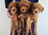 Puppies for sale Italy, Milan Toy-poodle