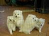 Puppies for sale Netherlands, Bergen aan Zee Japanese spitz