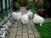 Puppies for sale Ukraine, Dnipropetrovsk Samoyed dog (Samoyed)