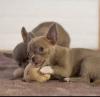 Puppies for sale Sweden, Kalmar Chihuahua