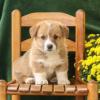 Puppies for sale Armenia, Armenia , welsh corgi, pembroke