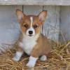 Puppies for sale Ukraine, Kiev , welsh corgi, pembroke