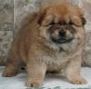 Puppies for sale Kazakhstan, Ekibastuz Chow Chow