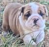 Puppies for sale Armenia, Vanadzor English Bulldog