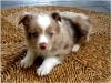 Puppies for sale Tajikistan, Dushanbe Australian Shepherd